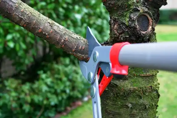 tree services Trinidad